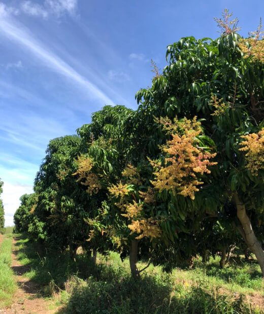 Mango trees